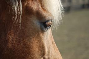 Horse Eye Equine