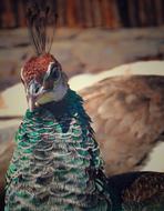 face of a colored peacock