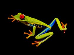 Red-Eye Frog Red-Eyed Tree