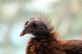 Pheasant Female Bird