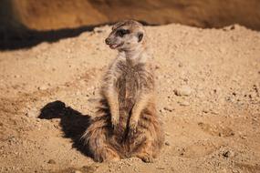 meerkat sitting on the sand in the wild