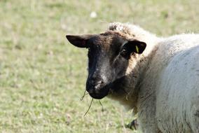Sheep Sun Bathing Mammal