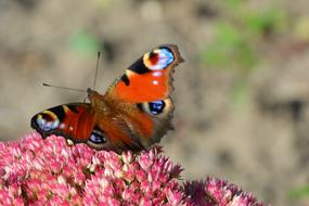 Butterfly Insect Peacock