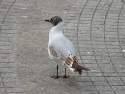 Seagull Bird on city street