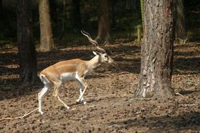Deer Mammal Fauna