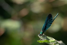 insect with blue-green wings