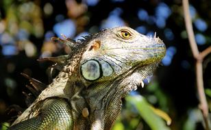 Iguana Reptile Tree
