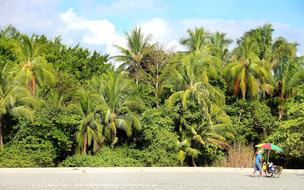 Beach Palm Trees Vacations