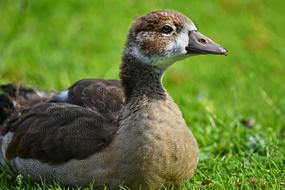 Nile Goose Chick Duck Bird