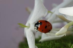 Ladybug Insect Spring
