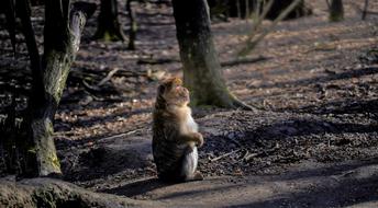 monkey in the forest