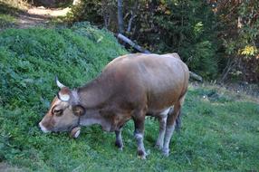 Cow Mountains The Carpathians