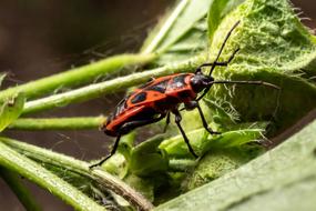 Macro Insect Nature Close
