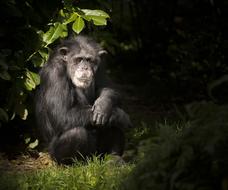 Monkey Chimp Zoo