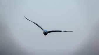 Seagull Bird Sky