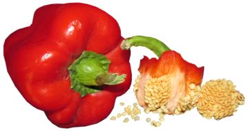pepper seeds on a white background
