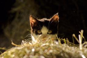 Cat View Pet