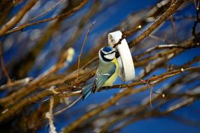 Tit Bird Rings