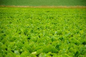 flowering plants in the field