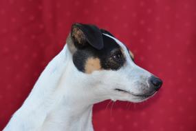 Dog Jack Russel Animals