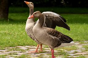 Geese Wild Waterfowl