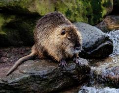 Nutria Mammal Animal
