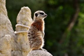 Meerkat Animal Nature