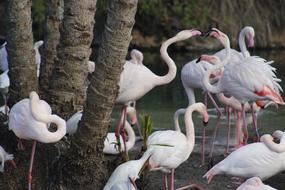 Disney Animal Animals