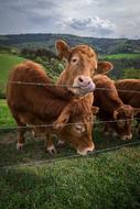 red cows in the field