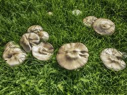 raw porcini mushrooms on grass