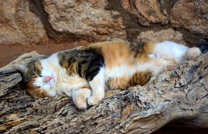 Cat Sleep Pet