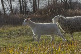 Goat Kid Sheep