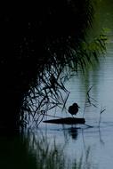 Duck Lake Bird Yin