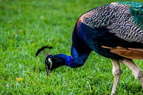 Peacock Bird Nature
