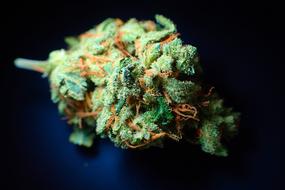 Cannabis in Bud