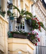 Balcony Plants Old