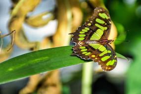 Butterfly Green Insect