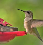 Bird Hummingbird Close Up