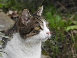 Cat Portrait Face