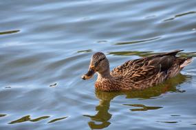 Wild Goose Bird Water