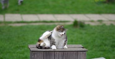 Cat Cute Fluffy