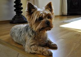 Dog Animal Portrait
