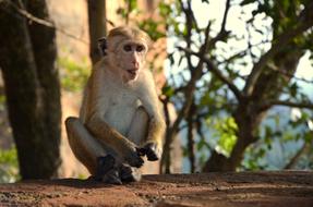 Monkey Animal Nature