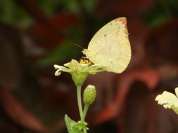 Butterfly Yellow Insect