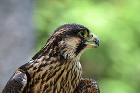 Peregrine Young Falcon