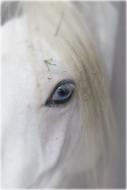 Horse Eye Animal