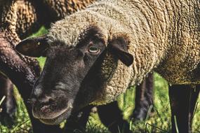 Sheep Animal Curious