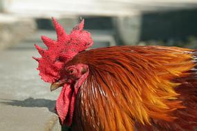 Key West Rooster Poultry
