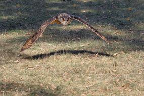 Young Bird Owl Eagle