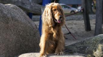 brown spaniel sits on a stone